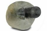 Flying Paralejurus Trilobite - Orange Eye Preservation! #359238-1